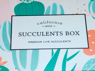 Succulents Premium Plant Box